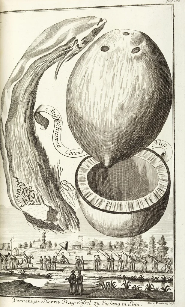 An illustration from Continvation der Nürnbergischen Hesperidvm, Oder: Fernere gründliche Beschreibung Der Edlen Citronat- Citronen- und Pomeranzen-Früchte: mit einem ausführlichen Bericht, wie solche am besten zu warten und zu erhalten seyn ; Worbei diejenigen Sorten, so theils zu Nürnberg gewachsen, theils von verschiedenen fremden Orten dahin gelanget, auf das accurateste in Kupffer gestochen und nachgezeichnet worden ; abermals in vier Theile eingetheilet, und mit gehörigen Anmerkungen erläutert, 1714, leaf 531