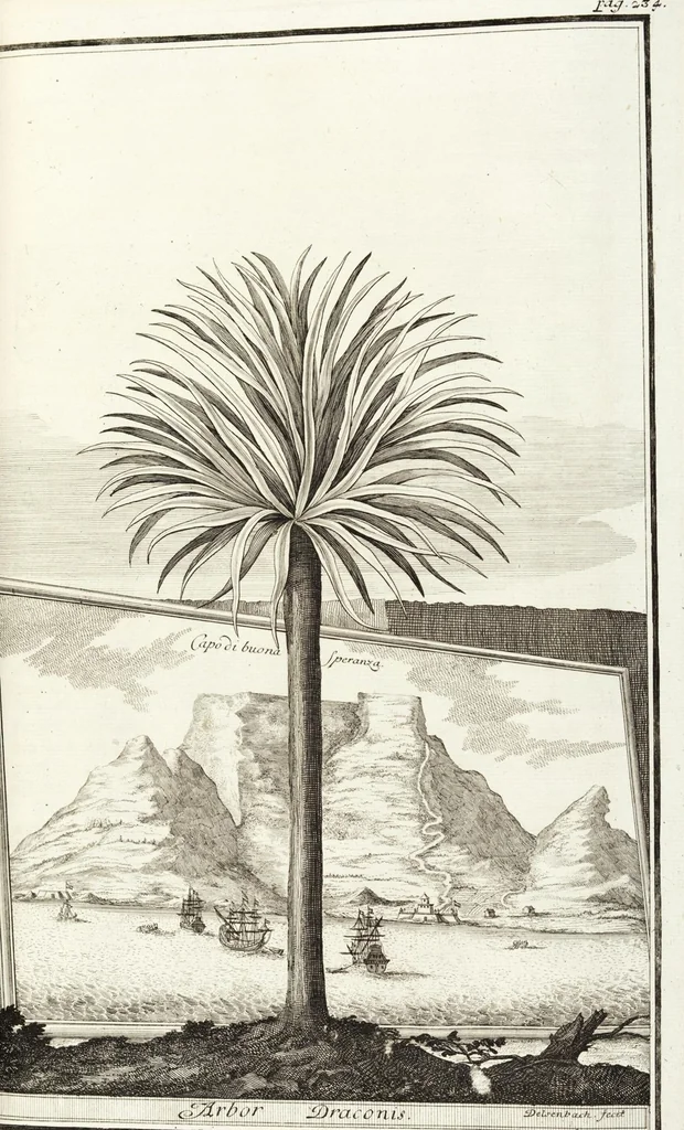 An illustration from Continvation der Nürnbergischen Hesperidvm, Oder: Fernere gründliche Beschreibung Der Edlen Citronat- Citronen- und Pomeranzen-Früchte: mit einem ausführlichen Bericht, wie solche am besten zu warten und zu erhalten seyn ; Worbei diejenigen Sorten, so theils zu Nürnberg gewachsen, theils von verschiedenen fremden Orten dahin gelanget, auf das accurateste in Kupffer gestochen und nachgezeichnet worden ; abermals in vier Theile eingetheilet, und mit gehörigen Anmerkungen erläutert, 1714, leaf 537