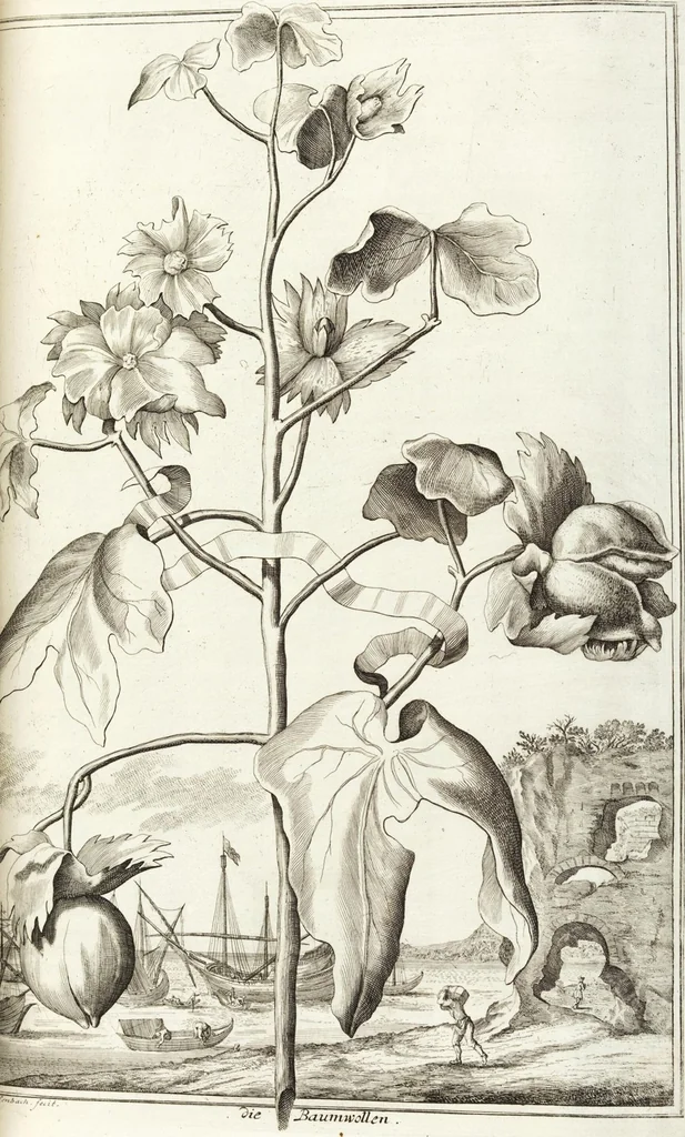 An illustration from Continvation der Nürnbergischen Hesperidvm, Oder: Fernere gründliche Beschreibung Der Edlen Citronat- Citronen- und Pomeranzen-Früchte: mit einem ausführlichen Bericht, wie solche am besten zu warten und zu erhalten seyn ; Worbei diejenigen Sorten, so theils zu Nürnberg gewachsen, theils von verschiedenen fremden Orten dahin gelanget, auf das accurateste in Kupffer gestochen und nachgezeichnet worden ; abermals in vier Theile eingetheilet, und mit gehörigen Anmerkungen erläutert, 1714, leaf 541
