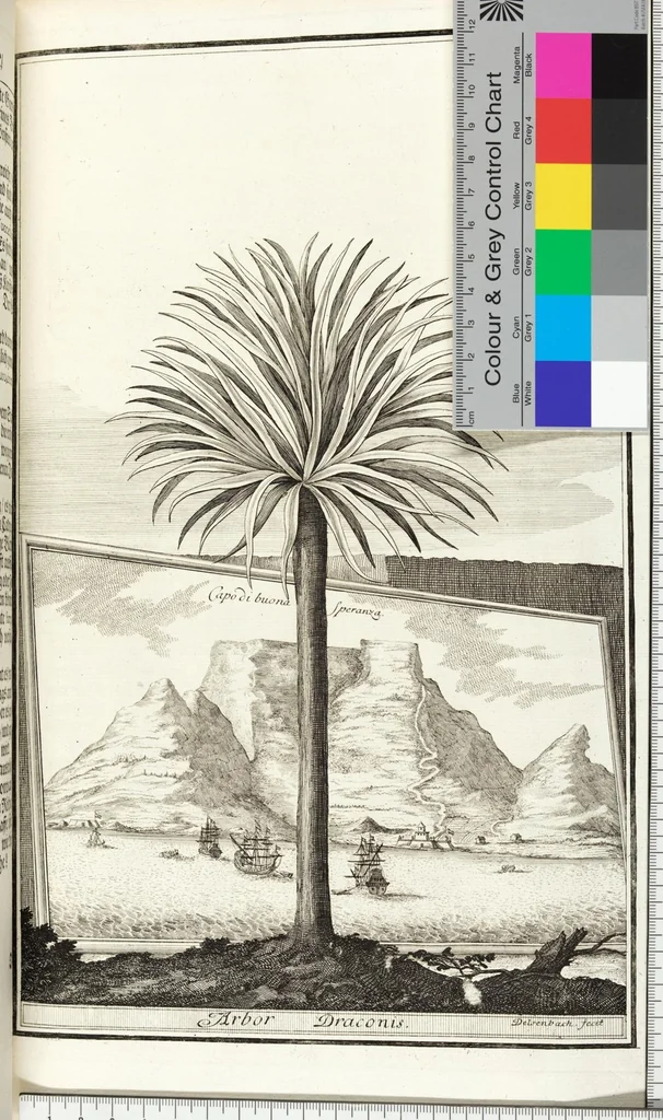 An illustration from Continvation der Nürnbergischen Hesperidvm, Oder: Fernere gründliche Beschreibung Der Edlen Citronat- Citronen- und Pomeranzen-Früchte: mit einem ausführlichen Bericht, wie solche am besten zu warten und zu erhalten seyn ; Worbei diejenigen Sorten, so theils zu Nürnberg gewachsen, theils von verschiedenen fremden Orten dahin gelanget, auf das accurateste in Kupffer gestochen und nachgezeichnet worden ; abermals in vier Theile eingetheilet, und mit gehörigen Anmerkungen erläutert, 1714, leaf 583