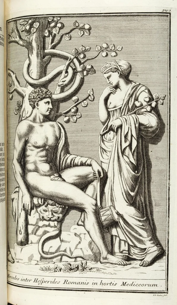 An illustration from Continvation der Nürnbergischen Hesperidvm, Oder: Fernere gründliche Beschreibung Der Edlen Citronat- Citronen- und Pomeranzen-Früchte: mit einem ausführlichen Bericht, wie solche am besten zu warten und zu erhalten seyn ; Worbei diejenigen Sorten, so theils zu Nürnberg gewachsen, theils von verschiedenen fremden Orten dahin gelanget, auf das accurateste in Kupffer gestochen und nachgezeichnet worden ; abermals in vier Theile eingetheilet, und mit gehörigen Anmerkungen erläutert, 1714, leaf 67