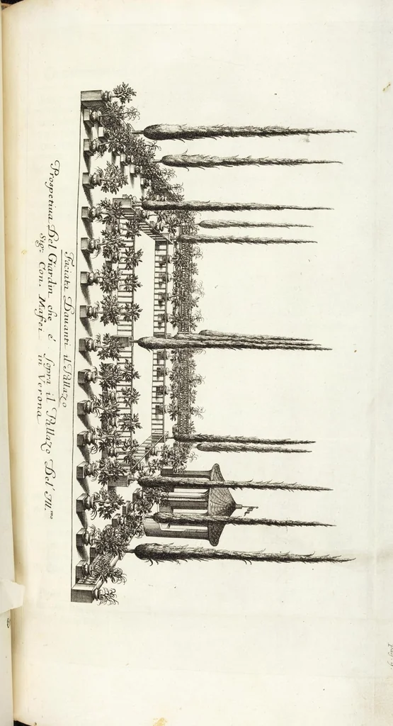 An illustration from Continvation der Nürnbergischen Hesperidvm, Oder: Fernere gründliche Beschreibung Der Edlen Citronat- Citronen- und Pomeranzen-Früchte: mit einem ausführlichen Bericht, wie solche am besten zu warten und zu erhalten seyn ; Worbei diejenigen Sorten, so theils zu Nürnberg gewachsen, theils von verschiedenen fremden Orten dahin gelanget, auf das accurateste in Kupffer gestochen und nachgezeichnet worden ; abermals in vier Theile eingetheilet, und mit gehörigen Anmerkungen erläutert, 1714, leaf 79