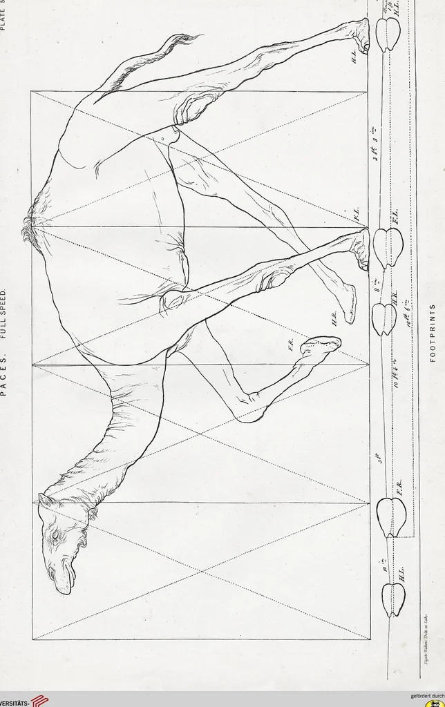 An illustration from The camel: its anatomy, proportions, and paces, 1865, leaf 106