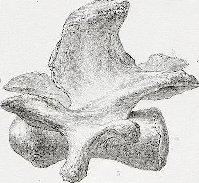 An illustration from The camel: its anatomy, proportions, and paces, 1865, leaf 51