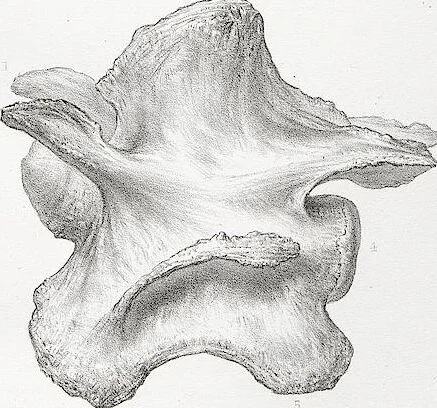 An illustration from The camel: its anatomy, proportions, and paces, 1865, leaf 51
