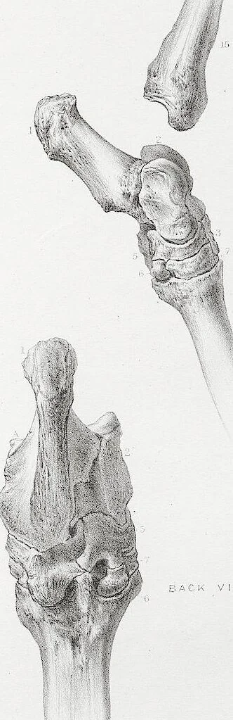 An illustration from The camel: its anatomy, proportions, and paces, 1865, leaf 56