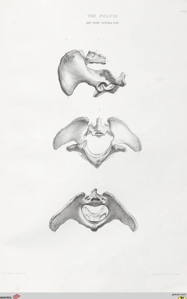 An illustration from The camel: its anatomy, proportions, and paces, 1865, leaf 58