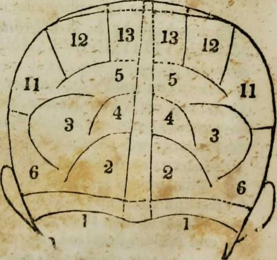 An illustration from Fowler's practical phrenology [electronic resource]: giving a concise elementary view on phrenology; presenting some new and important remarks on the temperaments, 1850, leaf 60