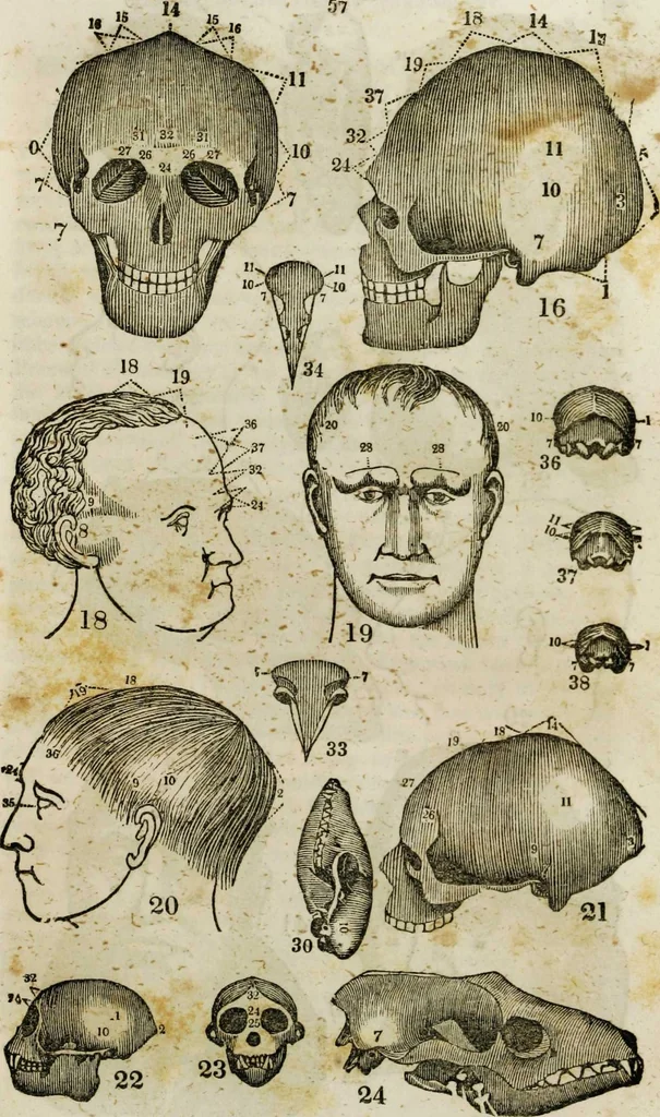 An illustration from Fowler's practical phrenology [electronic resource]: giving a concise elementary view on phrenology; presenting some new and important remarks on the temperaments, 1850, leaf 63
