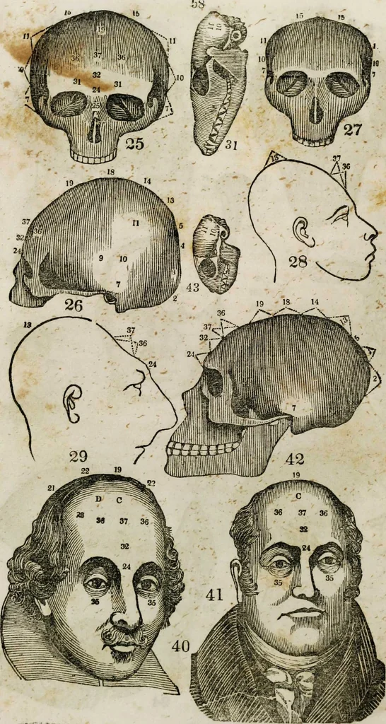 An illustration from Fowler's practical phrenology [electronic resource]: giving a concise elementary view on phrenology; presenting some new and important remarks on the temperaments, 1850, leaf 64
