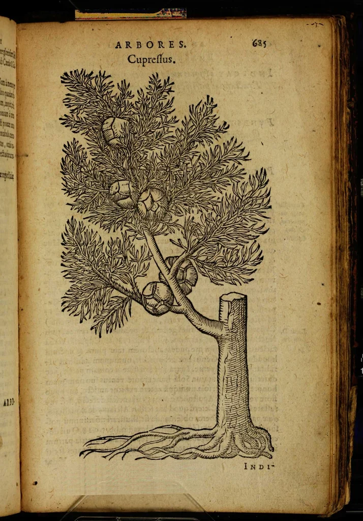 An illustration from Omnia Andreae Alciati v.c. emblemata [electronic resource]: cum commentariis, quibus emblematum omnium aperta origine, mens auctoris explicatur, & obscura omnia dubiáque illustrantur, 1581, leaf 711