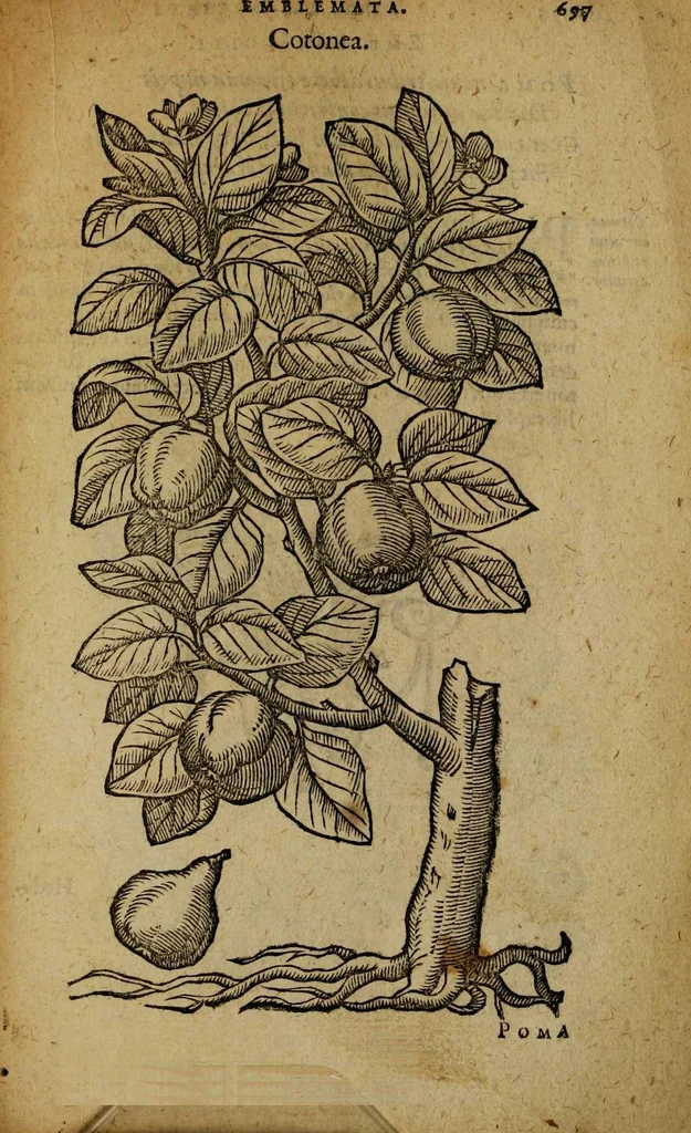 An illustration from Omnia Andreae Alciati v.c. emblemata [electronic resource]: cum commentariis, quibus emblematum omnium aperta origine, mens auctoris explicatur, & obscura omnia dubiáque illustrantur, 1581, leaf 723