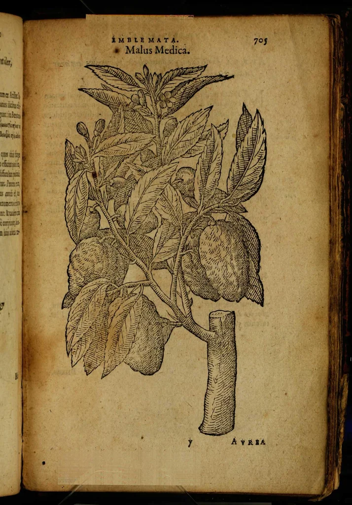 An illustration from Omnia Andreae Alciati v.c. emblemata [electronic resource]: cum commentariis, quibus emblematum omnium aperta origine, mens auctoris explicatur, & obscura omnia dubiáque illustrantur, 1581, leaf 731