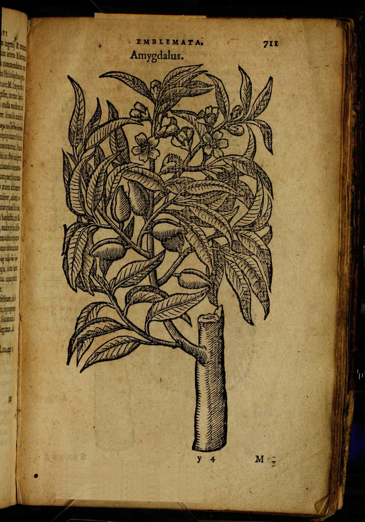 An illustration from Omnia Andreae Alciati v.c. emblemata [electronic resource]: cum commentariis, quibus emblematum omnium aperta origine, mens auctoris explicatur, & obscura omnia dubiáque illustrantur, 1581, leaf 737