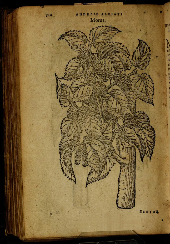An illustration from Omnia Andreae Alciati v.c. emblemata [electronic resource]: cum commentariis, quibus emblematum omnium aperta origine, mens auctoris explicatur, & obscura omnia dubiáque illustrantur, 1581, leaf 738