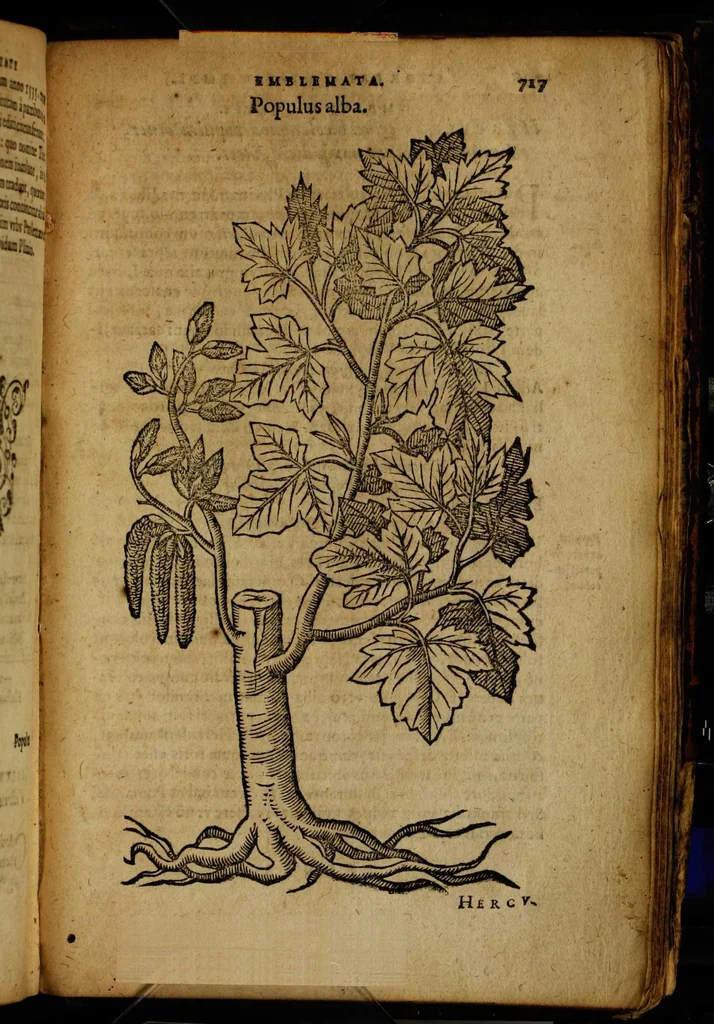 An illustration from Omnia Andreae Alciati v.c. emblemata [electronic resource]: cum commentariis, quibus emblematum omnium aperta origine, mens auctoris explicatur, & obscura omnia dubiáque illustrantur, 1581, leaf 743