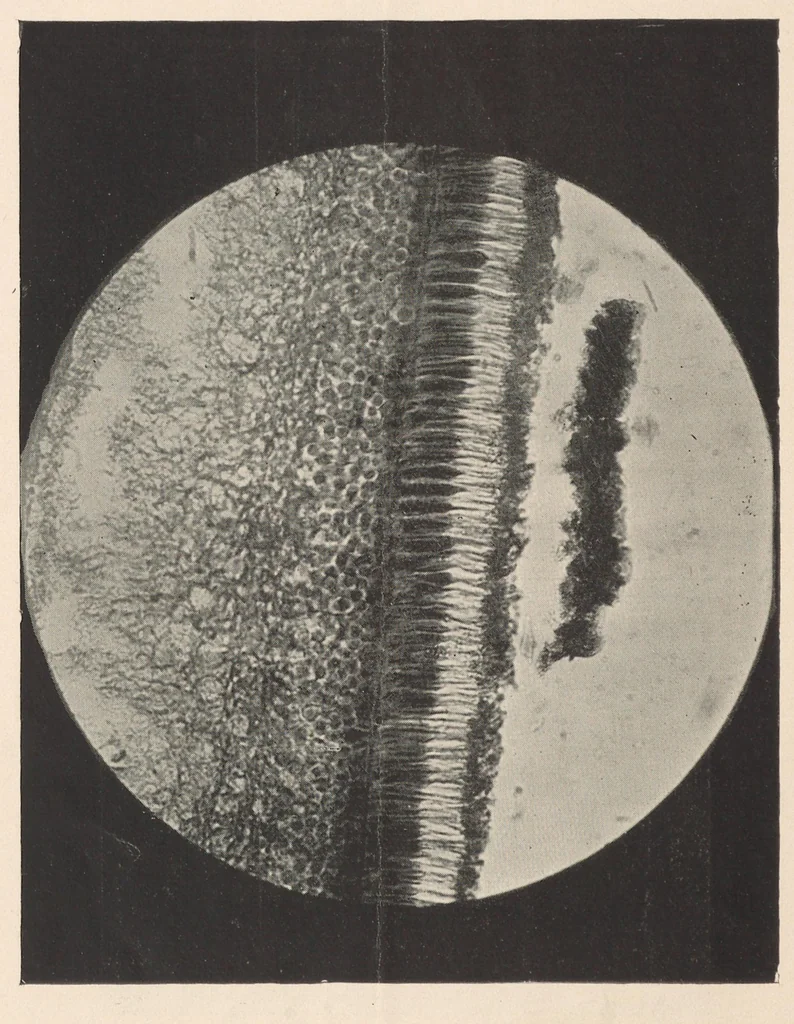 An illustration from The physical and physiological basis of color, 1894, leaf 5