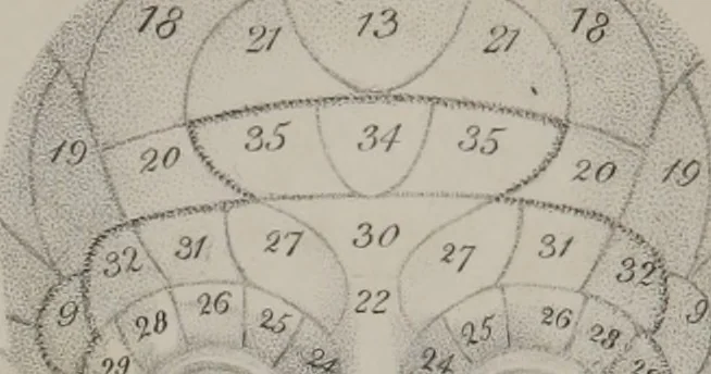 An illustration from Phrenology, or, The doctrine of the mental phenomena (Volume 1), 1833, leaf 1