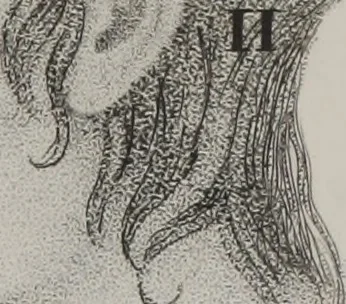 An illustration from Phrenology, or, The doctrine of the mental phenomena (Volume 1), 1833, leaf 350