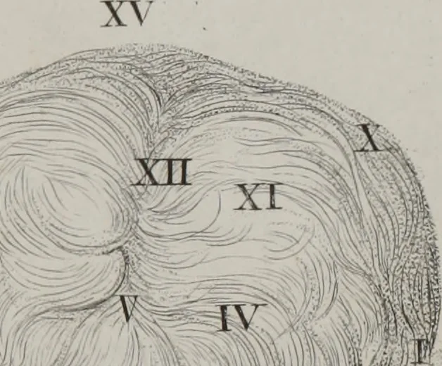 An illustration from Phrenology, or, The doctrine of the mental phenomena (Volume 1), 1833, leaf 354