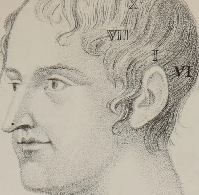 An illustration from Phrenology, or, The doctrine of the mental phenomena (Volume 1), 1833, leaf 356