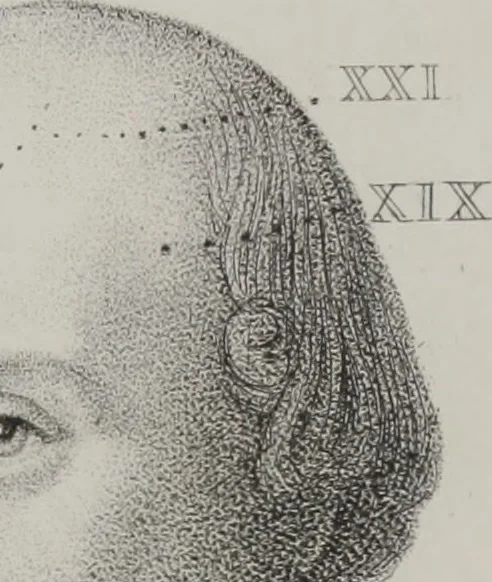 An illustration from Phrenology, or, The doctrine of the mental phenomena (Volume 1), 1833, leaf 362