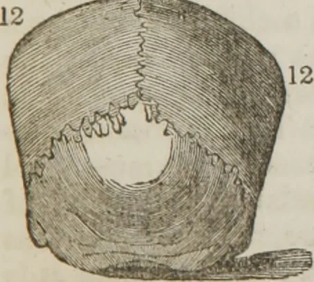 An illustration from Elements of phrenology, 1845, leaf 114