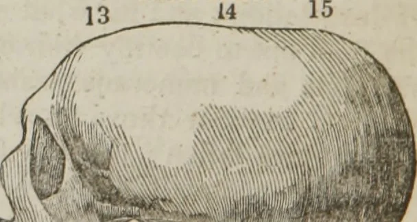 An illustration from Elements of phrenology, 1845, leaf 119
