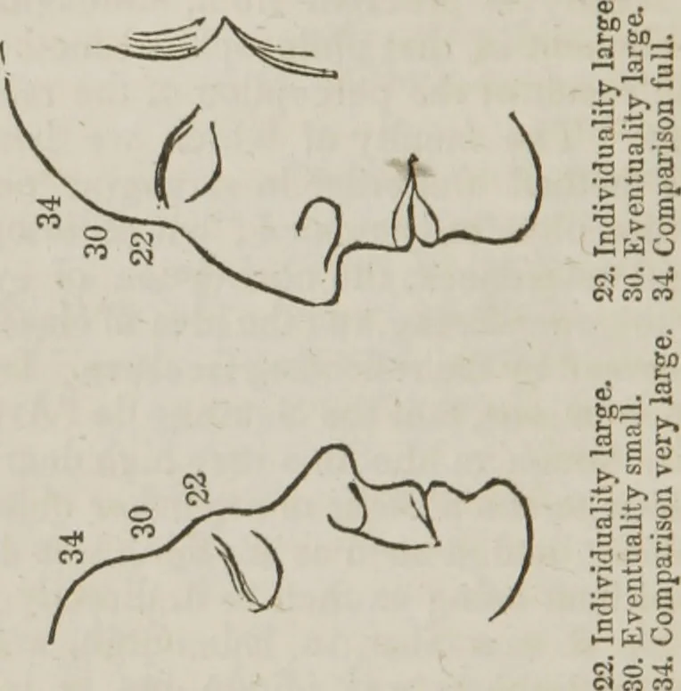 An illustration from Elements of phrenology, 1845, leaf 157