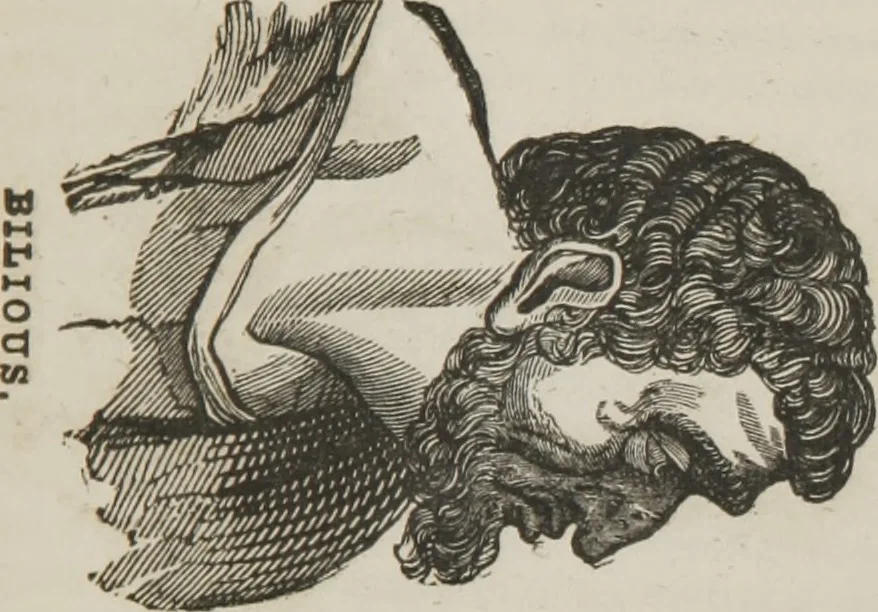 An illustration from Elements of phrenology, 1845, leaf 38