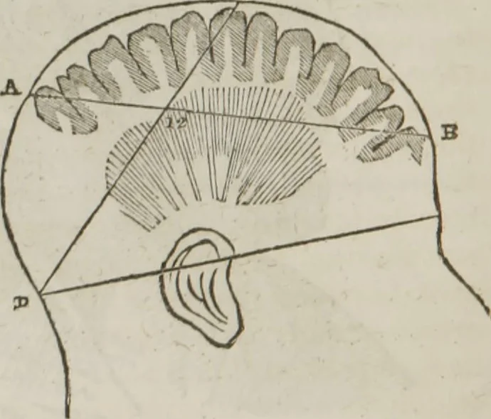 An illustration from Elements of phrenology, 1845, leaf 51