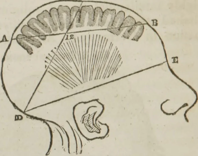 An illustration from Elements of phrenology, 1845, leaf 51