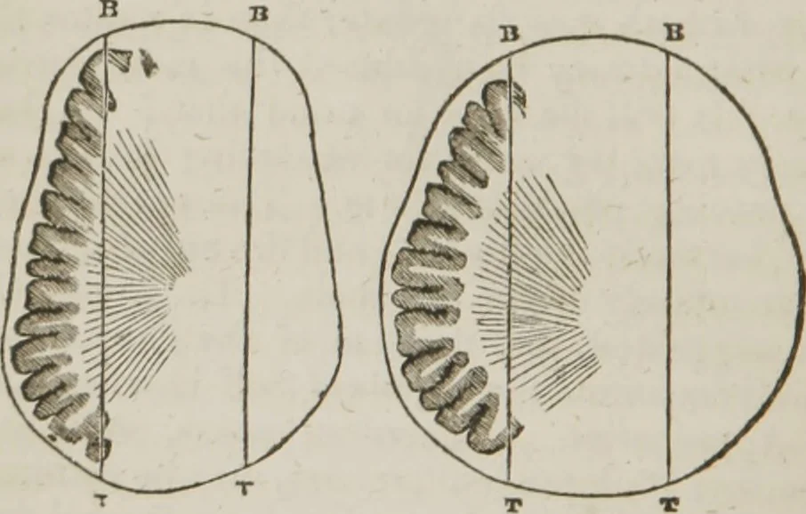 An illustration from Elements of phrenology, 1845, leaf 53