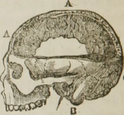 An illustration from Elements of phrenology, 1845, leaf 71