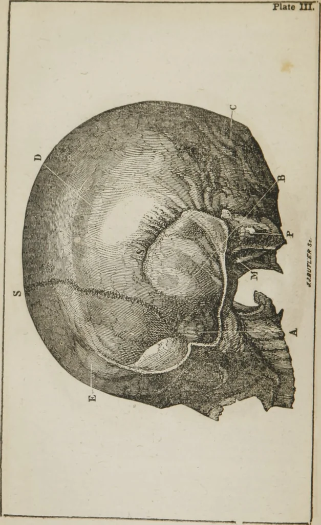 An illustration from Elements of phrenology, 1845, leaf 77