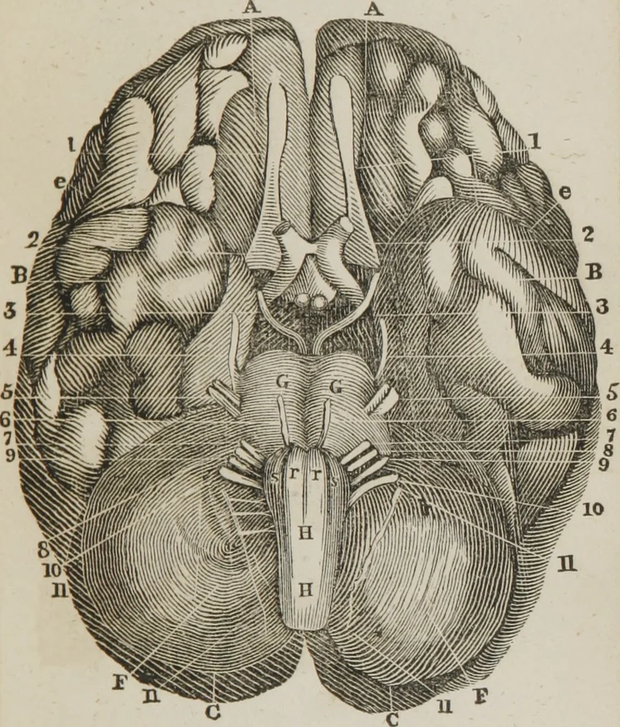 An illustration from Elements of phrenology, 1845, leaf 78