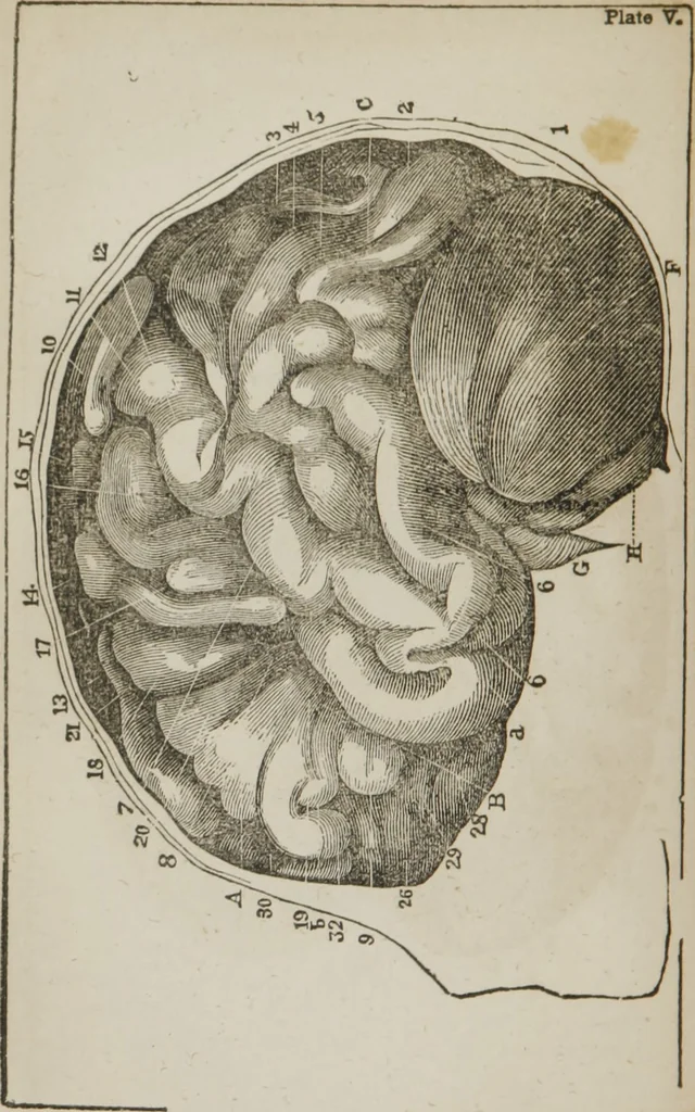 An illustration from Elements of phrenology, 1845, leaf 79