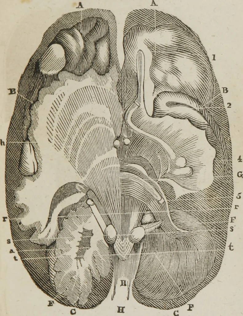 An illustration from Elements of phrenology, 1845, leaf 80