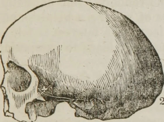 An illustration from Elements of phrenology, 1845, leaf 86