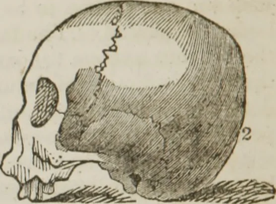 An illustration from Elements of phrenology, 1845, leaf 87