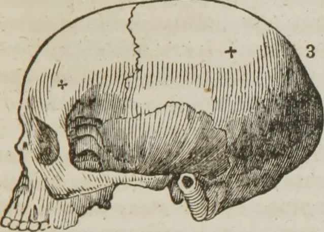 An illustration from Elements of phrenology, 1845, leaf 88