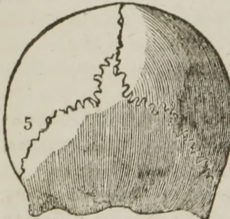 An illustration from Elements of phrenology, 1845, leaf 93
