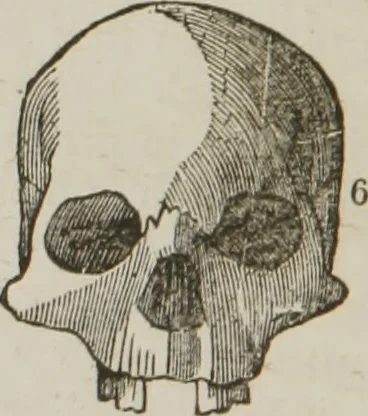 An illustration from Elements of phrenology, 1845, leaf 95