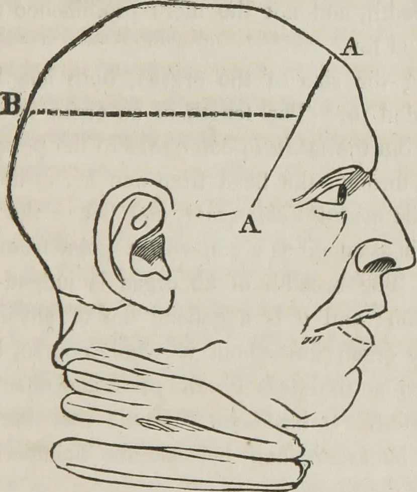 An illustration from A system of phrenology, 1834, leaf 100