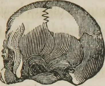 An illustration from A system of phrenology, 1834, leaf 52
