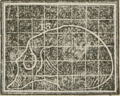 An illustration from A system of phrenology, 1834, leaf 557
