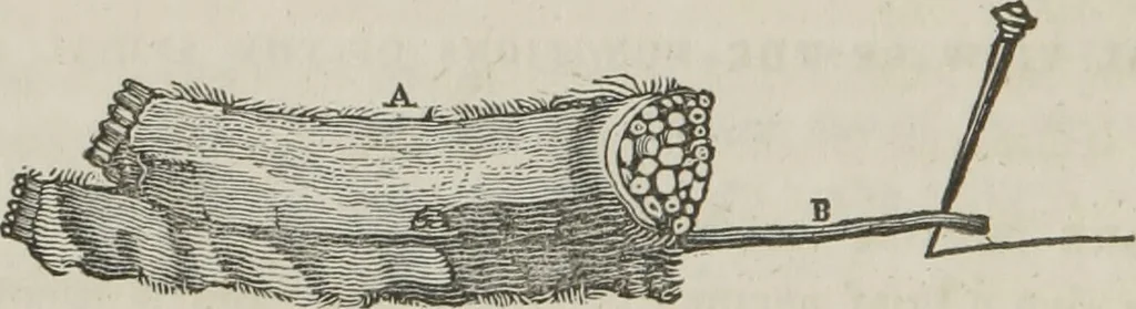 An illustration from A system of phrenology, 1834, leaf 71