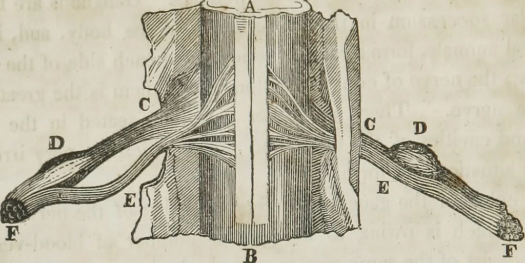 An illustration from A system of phrenology, 1834, leaf 75