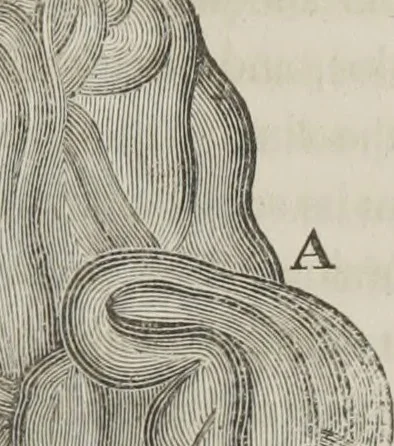 An illustration from A system of phrenology, 1834, leaf 86