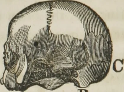 An illustration from A system of phrenology, 1834, leaf 91